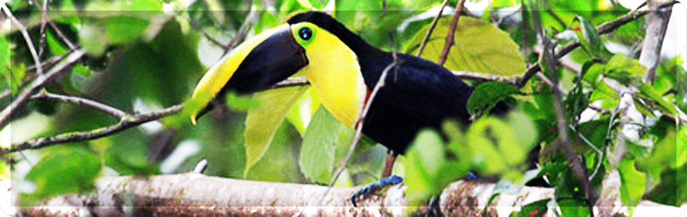 Image is not available